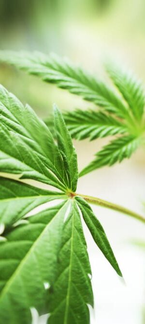 marijuana leaves in action