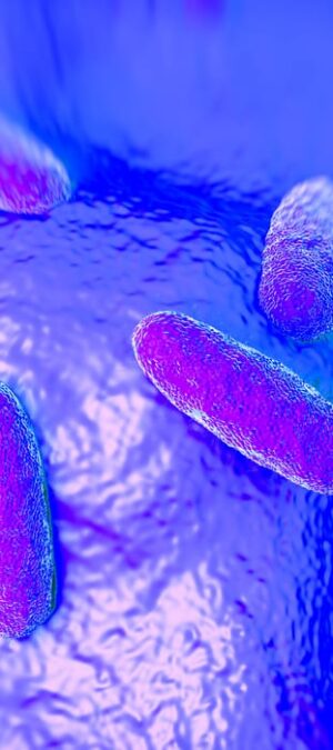 salmonella bacteria