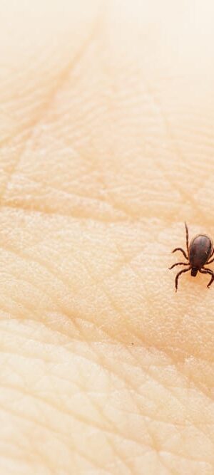 tick on skin