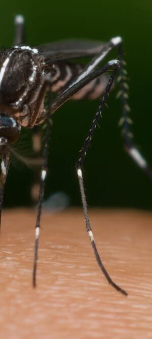 zika mosquito close up