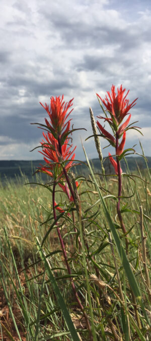 Wyoming state flower