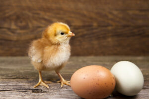 baby chick with eggs