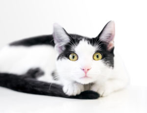 photo of black and white cat
