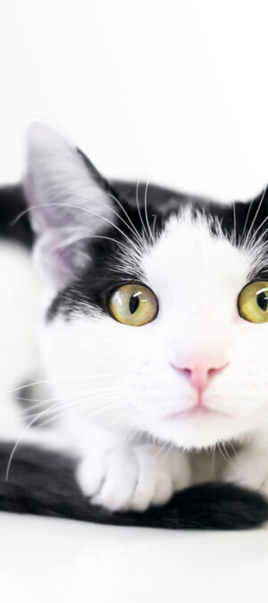black and while alert cat