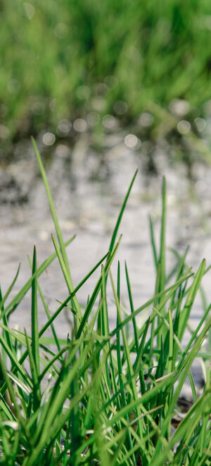 creek with grass