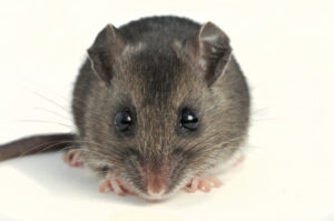 deer mouse with bright eyes