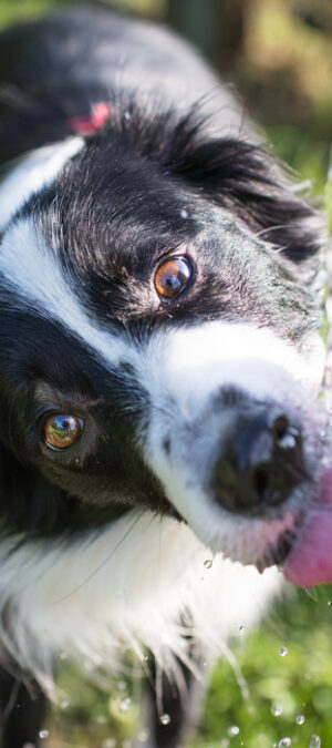 dog drinking water outdoors