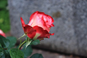 flower with stone