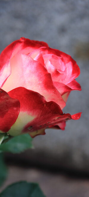 flower with cemetery stone