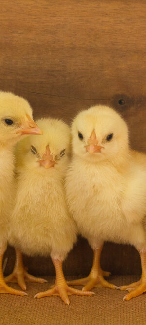 four baby chicks