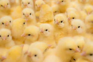 group of baby chicks