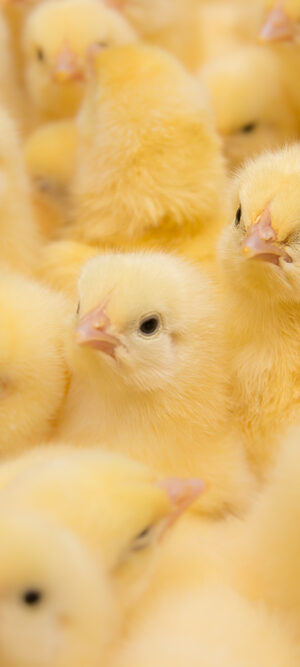group of baby chicks