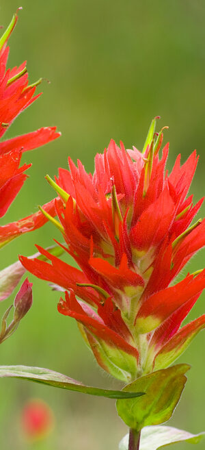 indian paintbrush flowers