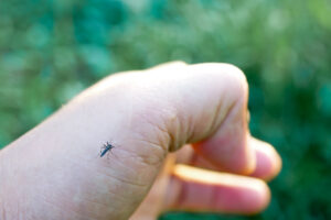 mosquito on hand