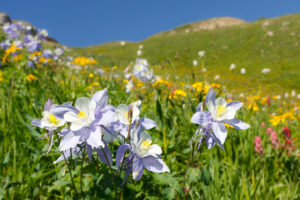 mountain wildflowers