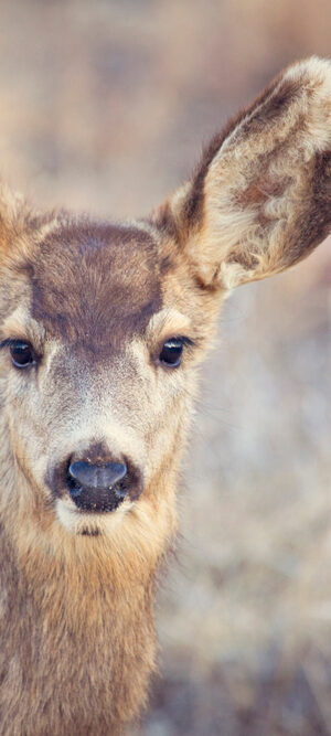 mule deer in Wyoming