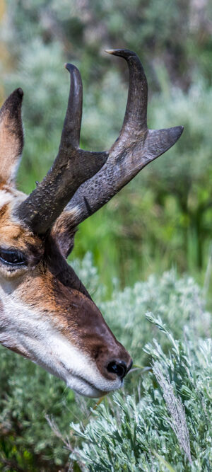 pronghorn antelope with sagebrush