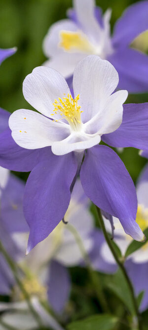 purple wildflowers