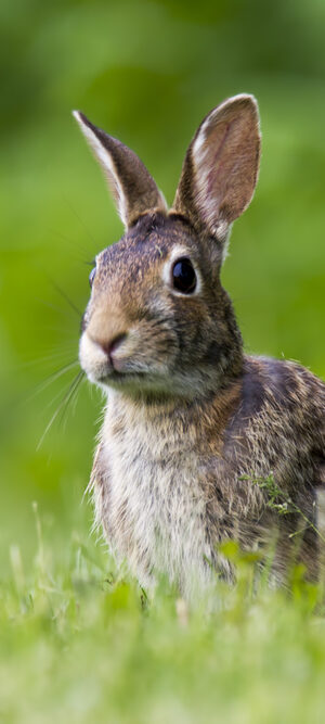 rabbit in grass