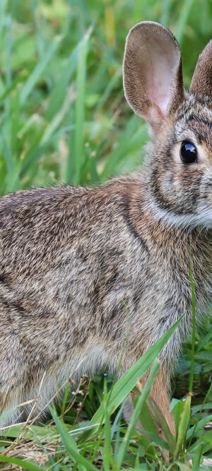 rabbit in grass 2