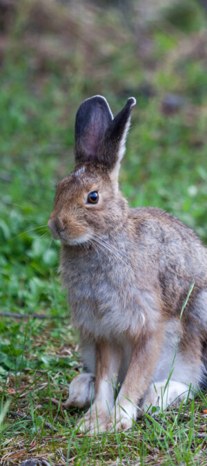 rabbit in grass