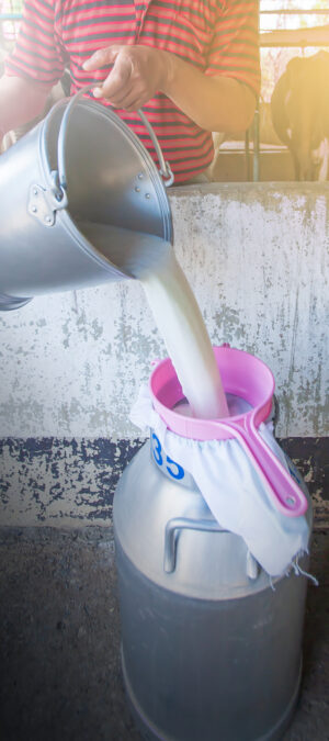 raw milk in barn