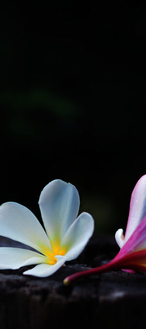 sad flowers on dark background