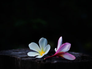 sad flowers on dark background