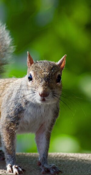 squirrel on ledge