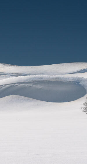 Tree with Snow Drifts