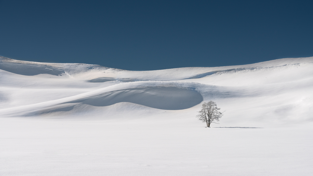 snow drifts with tree