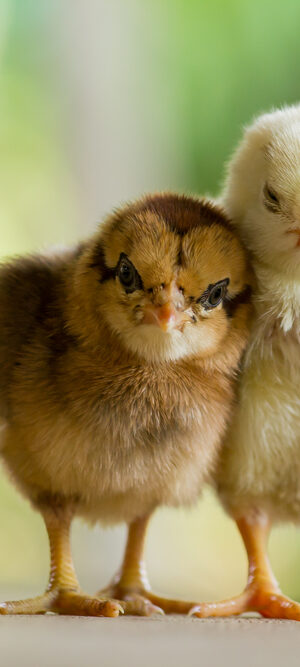 two baby chicks