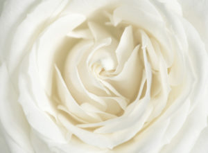 photo of white flower