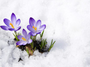 wildflowers in snow