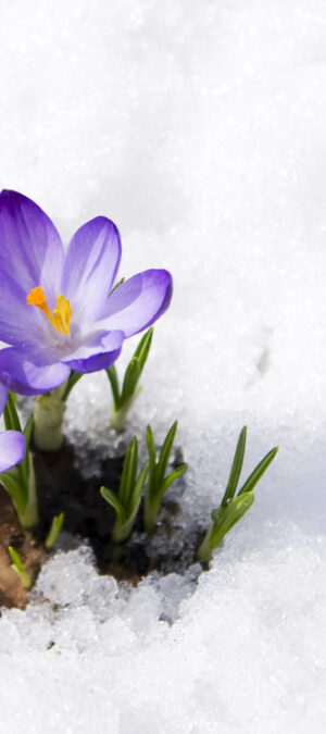 wildflowers in snow