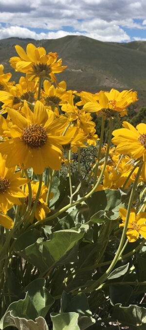 yellow wildflowers on hill