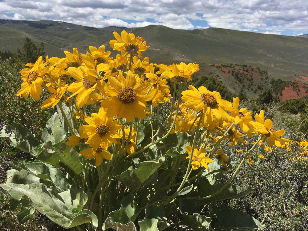 yellow wildflowers on hill
