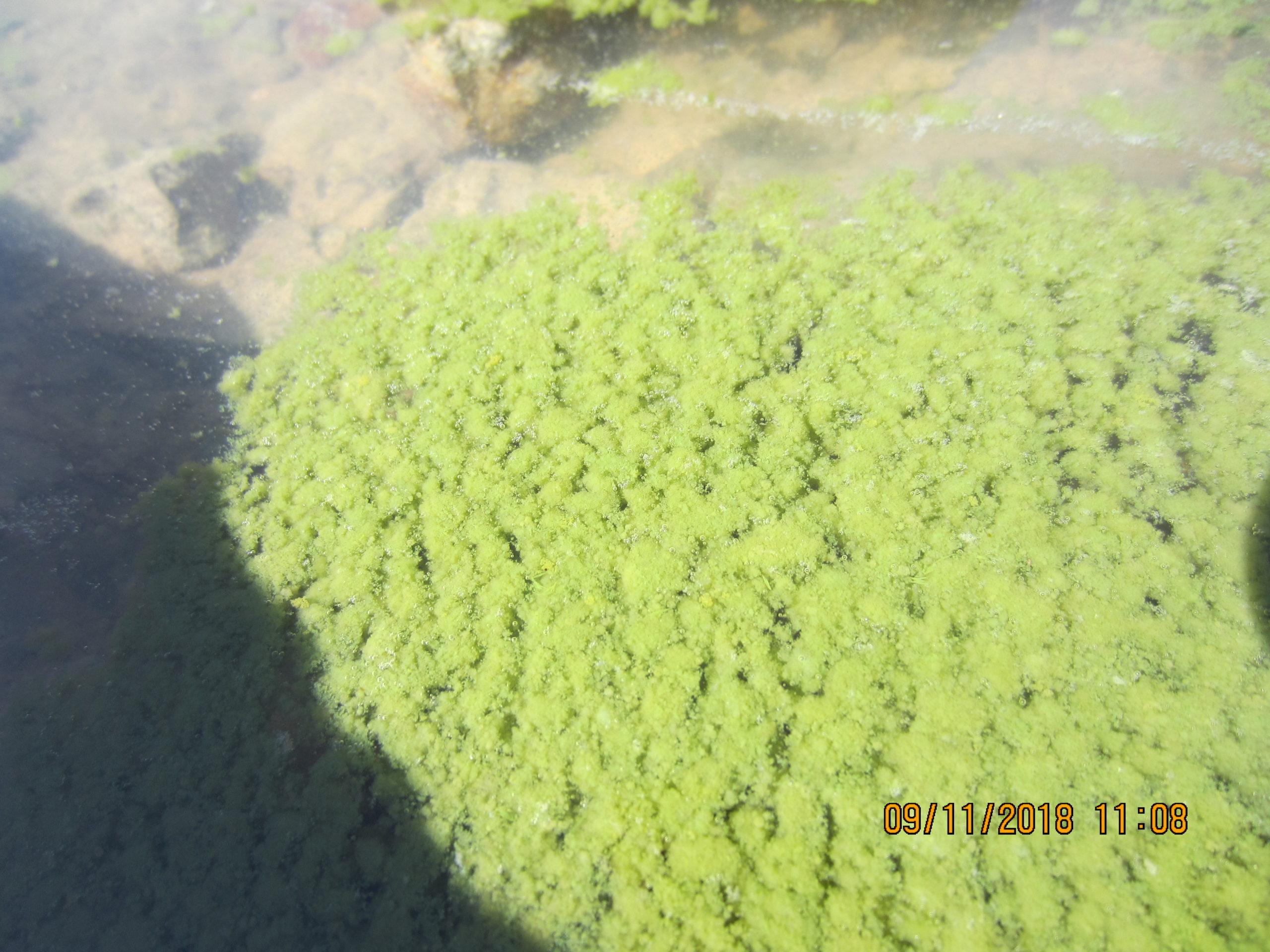 Harmful Algal Blooms (Cyanobacteria) - Wyoming Department of Health