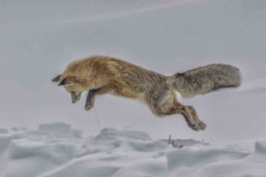 fox jumping in snow