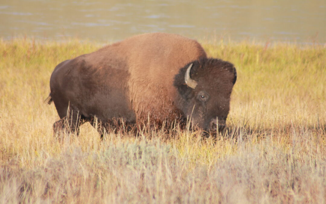 Wyoming Department of Health Seeks Public Input on Rural Health Transformation Program