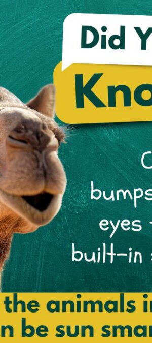Camel