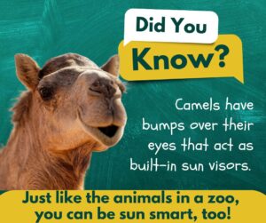 Camel with a green background