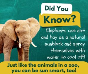 Elephant with green background