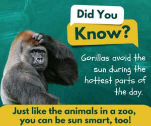 Gorilla with green background