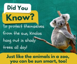Koala with green background