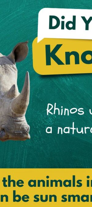 Rhino