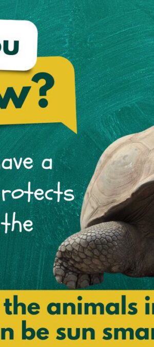 Tortoise