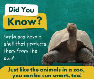 Tortoise with green background