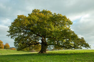 Trees on the country side