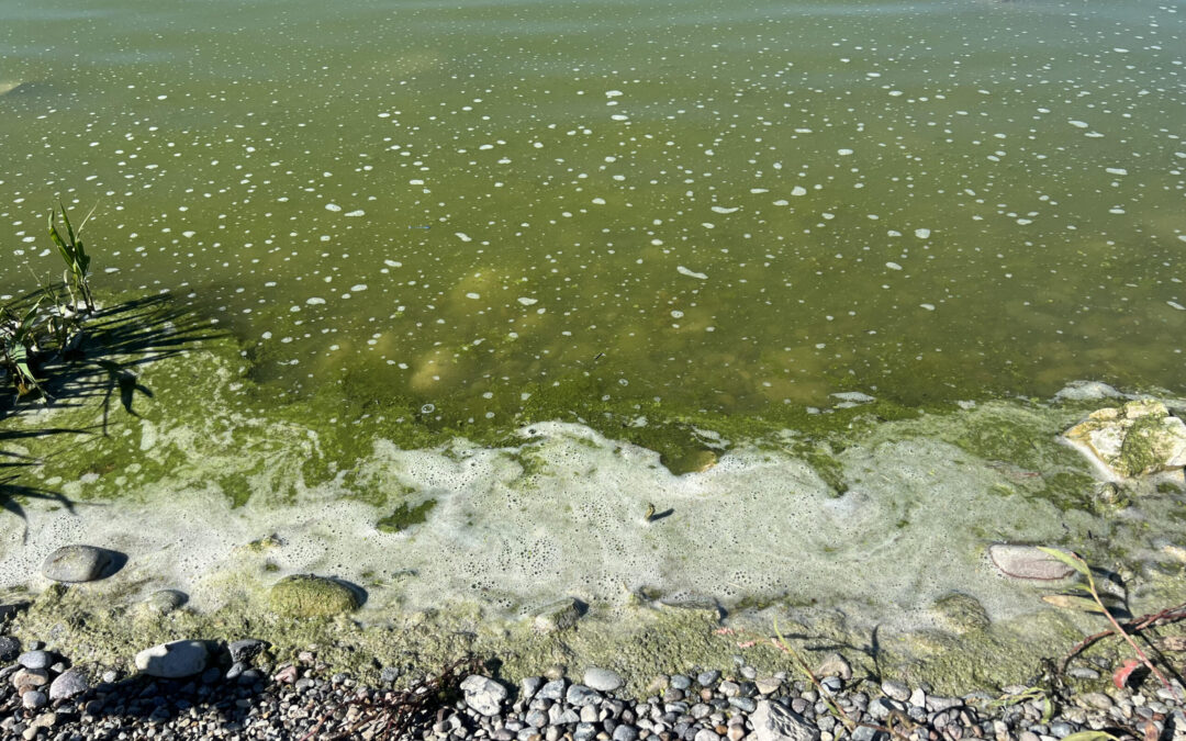 Notice to Avoid and Report Possible Harmful Cyanobacteria Blooms (HCBs) in Wyoming Waters